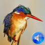 icon Kingfisher Bird Sounds