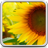 icon Sunflower Live Wallpaper 20.0