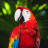 icon Bird Wallpaper 2.0.0