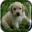 icon Labrador Puppy Live Wallpaper 4.0