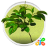 icon Little Tree 1.1.b64014