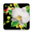 icon Orchids Live Wallpaper 1.0.9