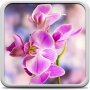 icon Orchid Live Wallpaper