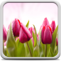 icon Tulips Live Wallpaper