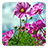 icon Flowers Live Wallpaper 3.6