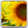icon Sunflower Live Wallpaper