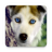 icon Dogs Live Wallpapers 1.0.7