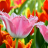 icon Fascinating Blossoms Tulips 2.2.0
