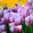 icon Aroma of Tulips Carpet Bloom 2.2.0