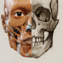 icon Art Anatomy