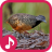 icon com.sound.barredbuttonquail 1.4