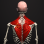 icon Anatomy
