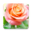 icon Rose Live Wallpaper 1.0.9