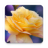 icon Roses Live Wallpaper 1.0.7