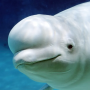 icon The Beluga Whale