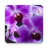 icon Orchids Live Wallpaper 1.0.7