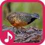 icon com.sound.barredbuttonquail