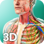 icon Human Anatomy