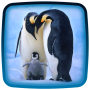 icon Penguin Live Wallpaper