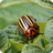 icon Insect pests 8.5.1