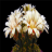 icon com.piedlove.blooming.flower.cactus.bud 1.7.8