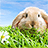 icon Rabbit Live Wallpaper 2.8