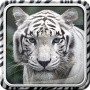 icon White Tiger Live Wallpaper