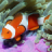 icon Underwater Jigsaw Puzzles 2.9.39