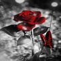 icon com.dakshapps.redblackbutterfly