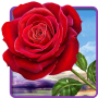 icon Rose. Magic Touch Flowers