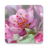 icon Cherry Blossom Live Wallpaper 1.0.6