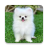 icon com.pomeraniandogwallpaper.puppywallpaper 1.2