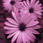 icon Beautifulflowersviolet Wallpaper 1.4