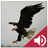 icon Animal and Bird Sounds 4.7