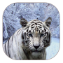 icon White Tiger