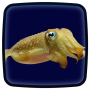 icon Cuttlefish Live Wallpaper