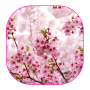 icon Sakura