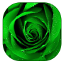 icon Green Rose