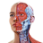 icon Complete Anatomy 2022 8.7.0