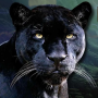 icon Real Black Panther Simulator