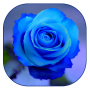 icon Blue Rose Live Wallpaper