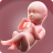 icon Pregnancy Calculator 24.5.97