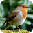 icon Bird Wallpapers 1.0