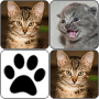 icon Cats Memory Game