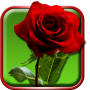 icon Roses Live Wallpaper