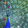 icon 3D Peacocks Live Wallpaper