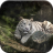 icon Tiger Live Wallpaper 1.0.6