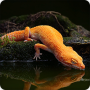 icon Gecko Wallpapers