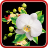 icon Orchids Live Wallpaper 1.0.6