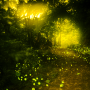 icon Fireflies Live Wallpapers